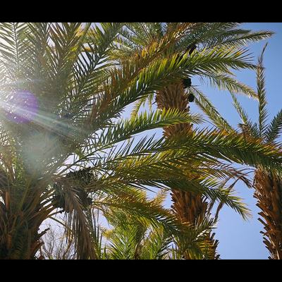 فيلم التمور الفيوت.00_00_52_17.Still011