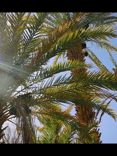 فيلم التمور الفيوت.00_00_52_17.Still011