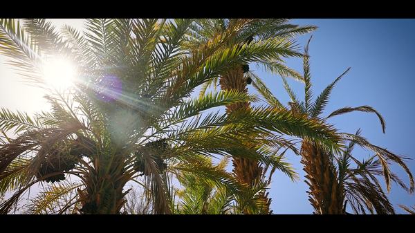 فيلم التمور الفيوت.00_00_52_17.Still011